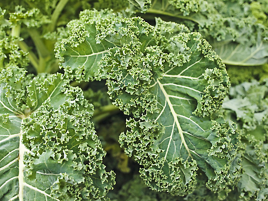 포토 JPG 해외이미지 음식 채소 재료 건강 요리 사람없음 초록색 주방 이탈리아 샐러드 수프 케일 해외202004 해외포토 유럽 컬러 파일형식 이미지허브