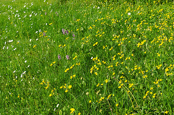 포토 JPG 해외이미지 식물 계절 꽃 백그라운드 밭 자연 풍경 사람없음 야외 초록색 여름 컬러풀 태양 노란색 봄 들꽃 벚꽃 시골 데이지 장면 해외202004 해외포토 자연요소 컬러 농업 생태계 파일형식 이미지허브