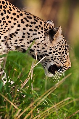 포토 JPG 해외이미지 나무 동물 응시 공원 얼굴 야생동물 스포츠 여행 포유류 아프리카 자연 수염 국립공원 사람없음 여행객 환경 고양이 나뭇가지 관찰 점 기다림 큼 검색 육식동물 표범 랜드마크 사바나 탄자니아 평야 해외202004 해외포토 멸종위기종 식물 시선 공공시설 나라 모션 사람 신체부위 반려동물 크기 생태계 파일형식 이미지허브