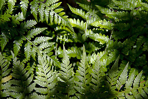 포토 JPG 해외이미지 식물 백그라운드 잎 꽃무늬 패턴 밭 자연 벽지 추상 사람없음 초록색 새싹 봄 성장 신선 숲 발사 그림 질감 내추럴 양치류 해외202004 해외포토 계절 꽃 컬러 무늬 농업 생태계 파일형식 이미지허브