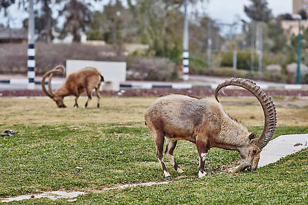 포토 JPG 해외이미지 주간 동물 공원 남자 야생동물 여행 백그라운드 밭 포유류 자연 염소 뿔 서기 풍경 사람없음 야외 갈색 사막 닫기 중앙 큼 영양 분화구 동쪽 남쪽 내추럴 가젤 이스라엘 전국 해외202004 해외포토 자연요소 공공시설 컬러 농업 모션 사람 크기 방향 생태계 화산 서아시아 파일형식 이미지허브