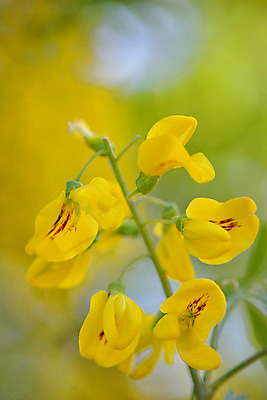 포토 JPG 해외이미지 나무 식물 공원 꽃잎 꽃 꽃무늬 자연 프레임 매달리기 씨앗 사람없음 여름 노란색 새싹 벚꽃 나뭇가지 신용카드 황금 묘사 질감 신성 내추럴 고립 꼬투리 샤워실 해외202004 해외포토 계절 공공시설 컬러 무늬 모션 금융 생태계 샤워시설 파일형식 이미지허브