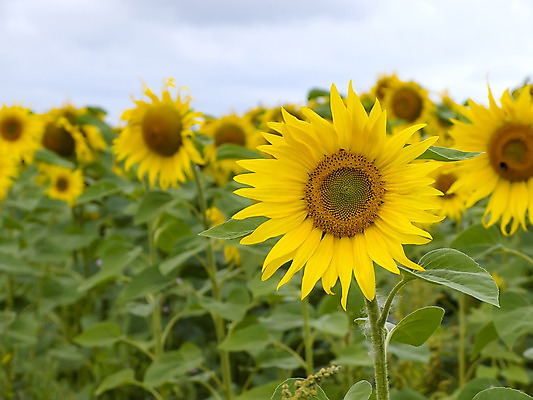 포토 JPG 해외이미지 식물 꽃잎 밭 농업 해바라기 사람없음 노란색 경작 낟알 해외202004 해외포토 꽃 산업 컬러 농사 파일형식 이미지허브