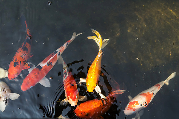 포토 JPG 해외이미지 식물 동물 아시아 물결 선 백그라운드 오렌지 자연 휴식 어류 동양인 사람없음 야외 장식 빨간색 물 여름 컬러풀 노란색 정원 일본 검은색 수영 희망 침묵 회오리 흰색 연못 잉어 블러 이국적 해외202004 해외포토 자연요소 계절 감정 나라 컬러 컨셉 과일 인종 수중동물 소리 수상스포츠 생태계 파일형식 이미지허브