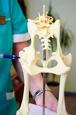 포토 JPG 해외이미지 실내 한명 상반신 성인 앞모습 아웃포커스 볼펜 가리킴 동물병원 뼈모형 성인한명만 해외202004 고관절 해외포토 1 뷰포인트 촬영기법 병원 사람 손짓 내부 펜 모형 관절 성인만 파일형식 이미지허브