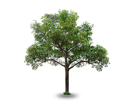 포토 JPG 해외이미지 나무 식물 1 계절 줄기 백그라운드 낙엽 잎 태국 자연 사람없음 야외 목재 장식 초록색 환경 정원 봄 성장 덮개 흰색 나뭇가지 고독 숲 큼 자르기 수집 오브젝트 싱글 에코 내추럴 고립 생태학 엘리먼트 옛날 그리너리 해외202004 해외포토 교육 감정 아시아 컬러 재료 모션 뚜껑 크기 생태계 파일형식 트랜드컬러 이미지허브