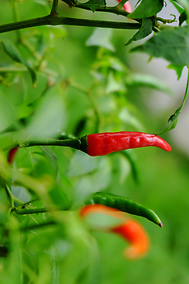 포토 JPG 해외이미지 나무 식물 음식 잎 농업 채소 자연 고추 피망 건강 사람없음 빨간색 초록색 농장 정원 맑음 수확 성장 신선 뜨거움 맛 향신료 유기농 원예 매움 후추 내추럴 오리지널 해외202004 해외포토 웰빙 산업 컬러 컨셉 날씨 취미 생태계 향미료 파일형식 이미지허브