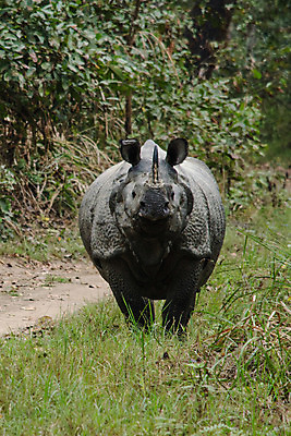 포토 JPG 해외이미지 동물 공원 야생동물 백그라운드 통신 포유류 아프리카 자연 뿔 종류 풍경 사람없음 환경 사막 아기 황무지 보호 위험 큼 사파리 멸종 케냐 코뿔소 남쪽 내추럴 송아지 나미비아 전국 해외202004 해외포토 공공시설 나라 새끼 컨셉 사람 소 크기 방향 생태계 남아프리카 파일형식 이미지허브