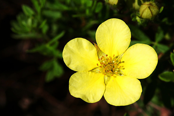 포토 JPG 해외이미지 식물 꽃 행복 자연 갈색머리 취미 사람없음 야외 초록색 여름 컬러풀 노란색 정원 벚꽃 흰색 자르기 꽃집 원예 내추럴 꽃수술 온실 원예사 해외202004 해외포토 직업 헤어스타일 계절 감정 컬러 모션 상점 생태계 파일형식 이미지허브