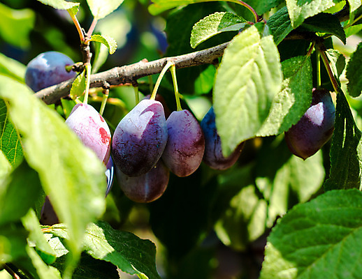 포토 JPG 해외이미지 음식 잎 과일 자연 사람없음 초록색 파란색 정원 나뭇가지 자두 내추럴 숙성 해외202004 해외포토 나무 식물 컬러 생태계 파일형식 이미지허브