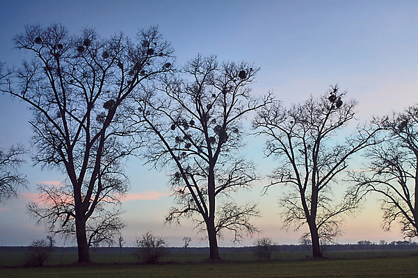 포토 JPG 해외이미지 나무 식물 구름 유럽 도로 밭 하늘 풍경 사람없음 가을 나뭇가지 메뚜기 폴란드 수평선 해외202004 해외포토 자연요소 계절 나라 길 곤충 농업 교통시설 파일형식 이미지허브