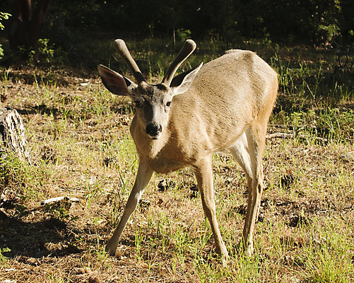 포토 JPG 해외이미지 동물 남자 야생동물 포유류 초식동물 사슴 뿔 사람없음 여름 걷기 달러 관찰 원주민 먹기 캘리포니아 경보 수유 반추동물 벨벳 해외202004 해외포토 계절 돈 모션 사람 미국 아프리카인 실크 파일형식 이미지허브
