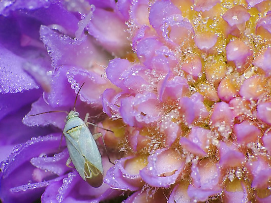 포토 JPG 해외이미지 동물 꽃 야생동물 곤충 자연 사람없음 초록색 머리 보라색 벌레 해외202004 해외포토 식물 컬러 신체부위 생태계 파일형식 이미지허브