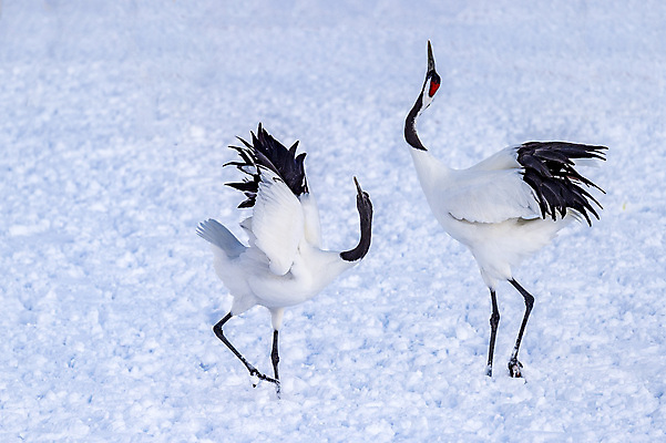 포토 JPG 해외이미지 동물 야생동물 겨울 자연 조류 사람없음 야외 일본 흰색 기중기 홋카이도 해외202004 해외포토 계절 아시아 컬러 중장비 생태계 파일형식 이미지허브