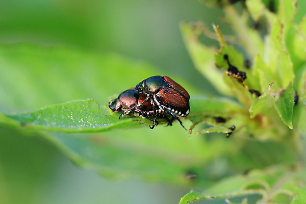 포토 JPG 해외이미지 식물 동물 꽃 야생동물 곤충 잎 자연 생물 사람없음 야외 초록색 빛 갈색 금속 정원 일본 손상 닫기 해충 벌레 먹기 딱정벌레 해외202004 해외포토 아시아 컬러 컨셉 모션 재질 생태계 파일형식 이미지허브
