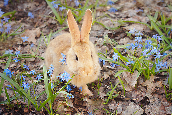 포토 JPG 해외이미지 잔디 사람없음 들꽃 토끼 해외202004 해외포토 식물 꽃 포유류 반려동물 파일형식 이미지허브