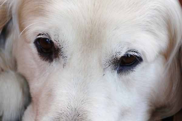 포토 JPG 해외이미지 동물 1 응시 휴식 털 실내 사람없음 반려동물 흰색 황금 개 강아지 래브라도리트리버 만족 코 사냥 귀 부드러움 주둥이 거짓말 유래 총구 해외202004 해외포토 시선 감정 컬러 컨셉 포유류 내부 신체부위 감각 리트리버 파일형식 이미지허브
