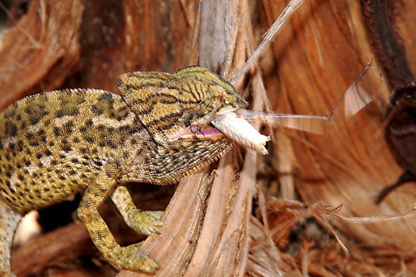포토 JPG 해외이미지 동물 파충류 자연 사람없음 초록색 덩굴 도마뱀 카멜레온 해외202004 해외포토 식물 컬러 생태계 파일형식 이미지허브