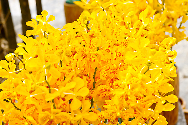 포토 JPG 해외이미지 식물 디자인 꽃잎 꽃 분홍색 꽃다발 잎 꽃무늬 패턴 자연 사람없음 장식 환경 정원 보라색 봄 벚꽃 흰색 나뭇가지 시골 난초 우아함 닫기 배열 제비꽃 보케 향 내추럴 해외202004 해외포토 나무 계절 컬러 컨셉 무늬 모션 생태계 파일형식 이미지허브