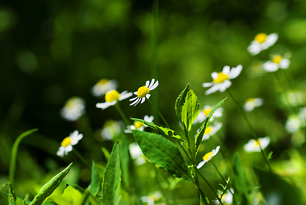 포토 JPG 해외이미지 식물 계절 공원 꽃잎 꽃 백그라운드 잎 패턴 농업 자연 기념 발렌타인데이 선물 풍경 사람없음 야외 초록색 여름 빛 태양 노란색 평화 환경 정원 봄 성장 벚꽃 흰색 시골 신선 오픈 다발 질감 장면 내추럴 캐모마일 많음 해외202004 해외포토 자연요소 공공시설 산업 컬러 컨셉 무늬 데이이벤트 허브 생태계 파일형식 이미지허브