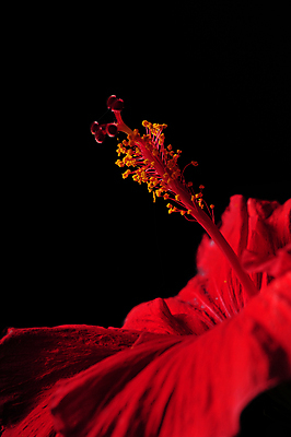 포토 JPG 해외이미지 스튜디오촬영 자연 사람없음 빨간색 히비스커스 해외202004 해외포토 꽃 컬러 실내 생태계 파일형식 이미지허브