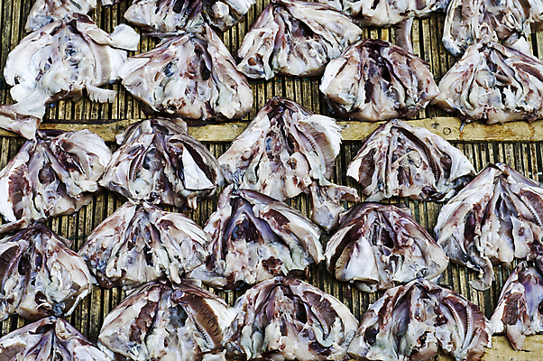 포토 JPG 해외이미지 동물 접시 음식 재료 건조 건강 어류 사람없음 가로 파란색 농작물 머리 쌓기 냉동 추위 흰색 죽음 신선 원형 그룹 보호 은색 작음 먹기 가득함 해산물 피부 준비 상쾌 날것 지느러미 흙더미 절임 줄서기 해외202004 해외포토 도형 식기 감정 컬러 컨셉 농업 모션 신체부위 수중동물 흙 크기 파일형식 더미 이미지허브