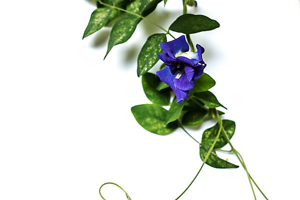 포토 JPG 해외이미지 식물 디자인 꽃잎 꽃 분홍색 나비 백그라운드 잎 패턴 자연 프레임 사랑 사람없음 장식 파란색 정원 봄 벚꽃 흰색 하트 완두콩 엘리먼트 해외202004 해외포토 모양 계절 감정 컬러 곤충 무늬 콩 생태계 파일형식 이미지허브