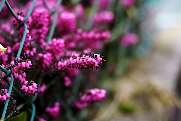 포토 JPG 해외이미지 식물 꽃 백그라운드 자연 사람없음 울타리 컬러풀 정원 벚꽃 그물 개화 허브 관목 묘사 화단 해외202004 해외포토 나무 컬러 담장 생태계 파일형식 이미지허브