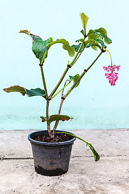 포토 JPG 해외이미지 식물 꽃잎 꽃 백그라운드 잎 꽃무늬 패턴 자연 사람없음 장식 보라색 흙 활발 벚꽃 축하 개화 그룹 냄비 질감 보케 샹들리에 해외202004 해외포토 컬러 컨셉 무늬 조명 솥 생태계 파일형식 이미지허브