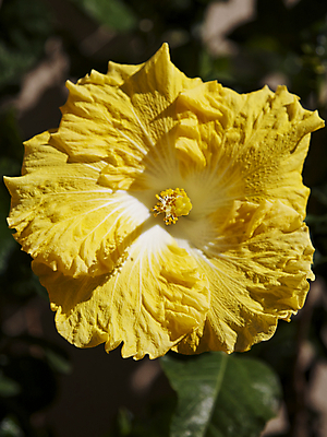 포토 JPG 해외이미지 식물 꽃잎 꽃 백그라운드 잎 꽃무늬 자연 열대 따뜻함 가면 사람없음 물 울타리 세트 노란색 정원 성장 흰색 숲 큼 허브 심플 아로마 꽃수술 히비스커스 해외202004 해외포토 자연요소 컬러 무늬 담장 크기 생태계 파일형식 이미지허브