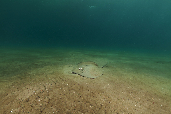 포토 JPG 해외이미지 식물 동물 모래 바다 여행 백그라운드 자연 표면 어류 풍경 사람없음 물 파란색 컬러풀 햇빛 태양 바닷속 수중 광선 산호 아래 다이빙 장면 깊이 소금물 이국적 침몰 파라다이스 해외202004 해외포토 자연요소 컬러 수영 수중동물 자포동물 방향 생태계 위치 수중스포츠 파일형식 이미지허브