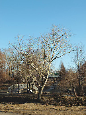 포토 JPG 해외이미지 나무 식물 계절 공원 도로 건축양식 자연 하늘 날씨 건조 사람없음 파란색 태양 봄 새벽 러시아 미루나무 해외202004 해외포토 자연요소 공공시설 건축 유럽 길 컬러 교통시설 생태계 파일형식 이미지허브