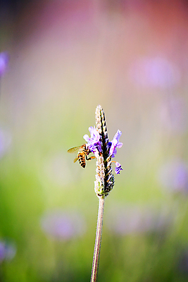 포토 JPG 해외이미지 식물 영어 꽃 유럽 여행 백그라운드 꽃무늬 밭 농업 자연 바람 영국 잉글랜드 사람없음 초록색 파란색 농작물 농장 정원 보라색 목욕 봄 프랑스 벚꽃 시골 불기 허브 제비꽃 향수 향기 아로마 비누 향 꿀 아로마테라피 라벤더 내추럴 프로방스 해외202004 해외포토 자연요소 문자 계절 나라 산업 컬러 무늬 모션 날씨 위생용품 청결 화장품 생태계 냄새 테라피 파일형식 이미지허브