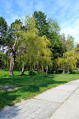 포토 JPG 해외이미지 나무 도로 잎 자국 자연 하늘 그림자 사람없음 소나무 버드나무 선로 심기 해외202004 해외포토 식물 길 교통시설 모션 생태계 파일형식 이미지허브