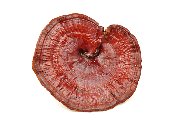 포토 JPG 해외이미지 전통 백그라운드 생물 건조 건강 사람없음 약 갈색 중국 버섯 흰색 약초 먹기 허브 암 거인 고립 돌봄 식용 해외202004 해외포토 식물 아시아 컬러 의학 모션 풀_식물 질병 파일형식 이미지허브