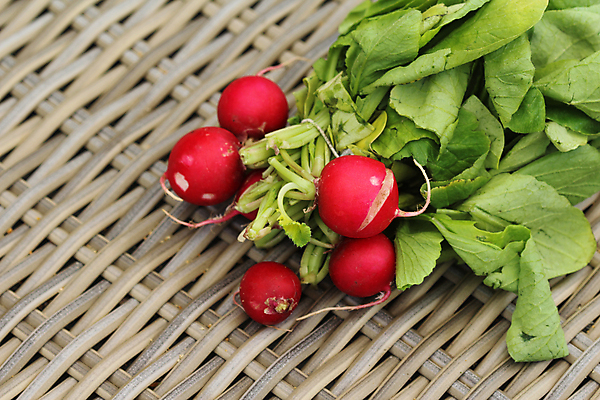 포토 JPG 해외이미지 식물 잎 농업 채소 부분 자연 건강 풍경 사람없음 야외 빨간색 초록색 농작물 농장 환경 정원 흙 성장 시골 신선 그룹 다발 묘사 유기농 날것 뿌리 설정 내추럴 땅바닥 밭일 식용 총각무 해외202004 해외포토 웰빙 산업 컬러 바닥 무 생태계 파일형식 이미지허브