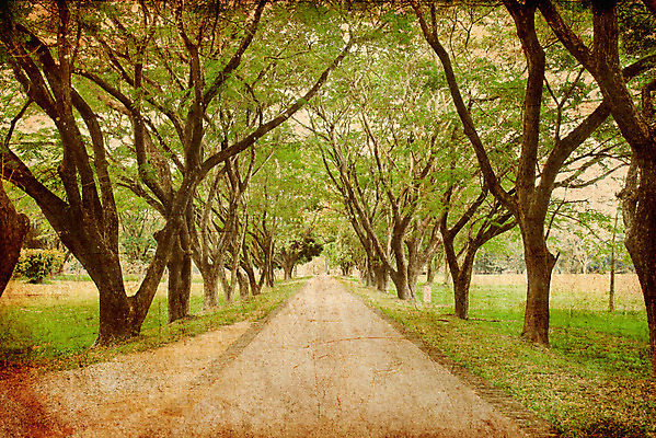 포토 JPG 해외이미지 나무 식물 계절 도로 길 여행 백그라운드 컨셉 잎 자연 거리 풍경 사람없음 야외 목재 초록색 여름 평화 정원 봄 산책 수확 나뭇가지 시골 신선 숲 오솔길 부식 복고 장면 내추럴 땅바닥 방법 옛날 줄서기 직진 해외202004 해외포토 컬러 농업 재료 교통시설 모션 휴식 바닥 생태계 파일형식 이미지허브