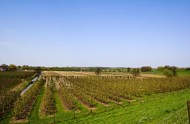 포토 JPG 해외이미지 나무 자연 포도 풍경 사람없음 봄 사과 과수원 네덜란드 해외202004 해외포토 식물 계절 유럽 농업 과일 생태계 파일형식 이미지허브