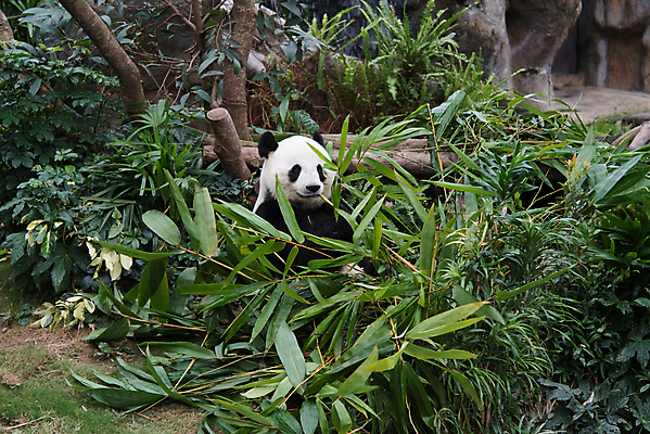 포토 JPG 해외이미지 나무 동물 공원 야생동물 여행 곰 자연 동물원 종류 사람없음 여행객 검은색 중국 흰색 숲 판다 먹기 배고픔 대나무 서식지 거인 해외202004 해외포토 식물 공공시설 아시아 컬러 포유류 모션 사람 생태계 파일형식 이미지허브