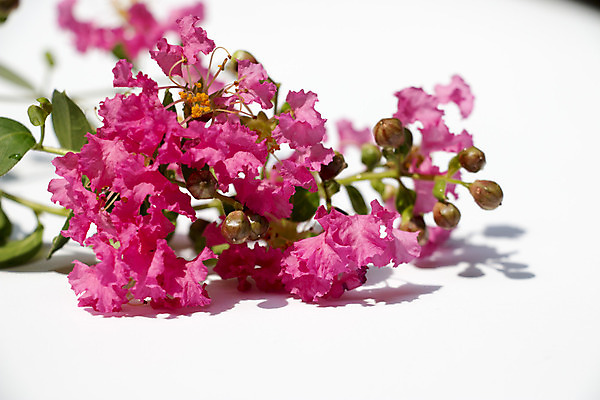 포토 JPG 해외이미지 나무 꽃 분홍색 잎 하늘 사람없음 초록색 파란색 우주 정원 맑음 봄 인도인 원예 라일락 남쪽 해외202004 해외포토 외국인 식물 계절 컬러 날씨 동양인 취미 방향 파일형식 이미지허브