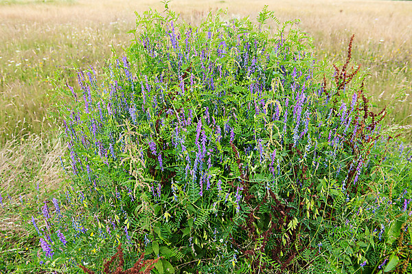 포토 JPG 해외이미지 식물 공원 꽃잎 꽃 백그라운드 잎 꽃무늬 밭 농업 자연 벽지 풍경 잔디 사람없음 야외 초록색 여름 컬러풀 노란색 환경 정원 활발 들꽃 성장 벚꽃 시골 침대 신선 개화 민들레 땅 허브 질감 데이지 화단 내추럴 캐모마일 평야 해외202004 해외포토 계절 공공시설 산업 컬러 가구 컨셉 무늬 생태계 파일형식 이미지허브