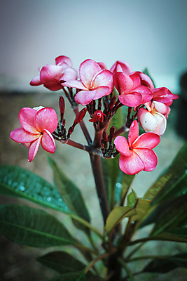 포토 JPG 해외이미지 식물 계절 꽃잎 꽃 선 백그라운드 태국 자연 휴가 동양인 사람없음 노란색 정원 스파 벚꽃 흰색 개화 다발 휴양지 향기 발리 파라다이스 스타일 해외202004 해외포토 아시아 컬러 섬 인종 장소 생태계 냄새 인도네시아 파일형식 이미지허브