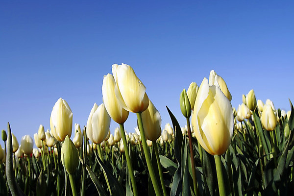 포토 JPG 해외이미지 꽃 잎 밭 자연 사람없음 초록색 여름 컬러풀 태양 노란색 봄 튤립 흰색 닫기 해외202004 해외포토 자연요소 식물 계절 컬러 농업 모션 생태계 파일형식 이미지허브