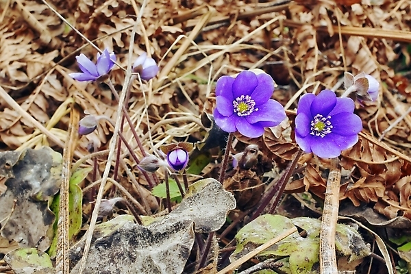 포토 JPG 해외이미지 나무 꽃잎 꽃 꽃다발 잎 자연 날씨 건조 사람없음 갈색 봄 숲 제비꽃 라일락 생태학 해외202004 해외포토 식물 계절 교육 컬러 생태계 파일형식 이미지허브