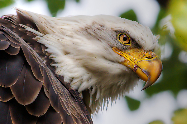 포토 JPG 해외이미지 주간 야생동물 사람없음 야외 독수리 흰머리독수리 해외202004 해외포토 자연요소 동물 조류 파일형식 이미지허브