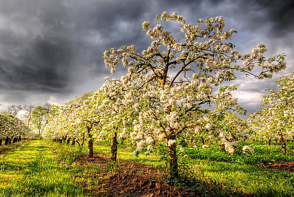 포토 JPG 해외이미지 나무 식물 구름 계절 꽃잎 행복 꽃무늬 자연 친절 따뜻함 사람없음 야외 초록색 빛 햇빛 정원 어둠 일몰 봄 나뭇가지 신선 개화 황금 달콤 사과 저녁 과수원 5월 원예 꽃가루 폭풍 폭풍우 세련 해외202004 해외포토 자연요소 꽃 감정 컬러 무늬 농업 과일 날씨 취미 태양 노을 비_날씨 날짜 맛 야간 가루 자연재해 생태계 파일형식 이미지허브