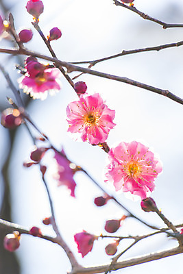 포토 JPG 해외이미지 식물 계절 꽃잎 꽃 분홍색 백그라운드 꽃무늬 자연 하늘 새로움 사람없음 빨간색 여름 우주 정원 일본 봄 활발 벚꽃 흰색 나뭇가지 신선 개화 과수원 묘사 부드러움 내추럴 해외202004 해외포토 나무 아시아 컬러 컨셉 무늬 농업 감각 생태계 파일형식 이미지허브