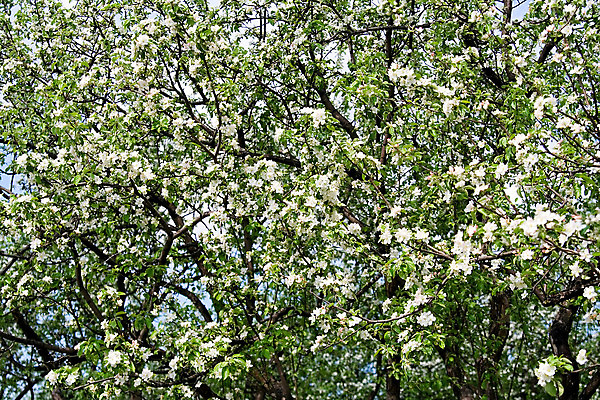 포토 JPG 해외이미지 나무 식물 꽃잎 꽃 백그라운드 잎 꽃무늬 농업 과일 자연 하늘 부활절 사람없음 야외 가로 초록색 파란색 빛 햇빛 태양 정원 맑음 봄 성장 벚꽃 흰색 나뭇가지 시골 사과 과수원 4월 5월 향기 해외202004 해외포토 자연요소 계절 기념일 산업 컬러 무늬 날씨 날짜 생태계 냄새 파일형식 이미지허브