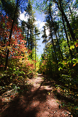포토 JPG 해외이미지 나무 구름 계절 공원 행복 도로 길 여행 잎 자국 자연 하늘 서기 사람 풍경 소년 사람없음 야외 빨간색 초록색 파란색 노란색 걷기 환경 맑음 산책 하이킹 성장 가을 나뭇가지 시골 황무지 아빠 황금 고독 숲 방향 먼지 하이커 혼자 생존 해외202004 해외포토 자연요소 식물 공공시설 남자 감정 어린이 컬러 가족 교통시설 모션 레저 날씨 휴식 생태계 파일형식 이미지허브