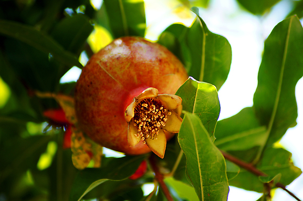 포토 JPG 해외이미지 주간 잎 나뭇잎 근접촬영 사람없음 야외 과수원 석류 석류나무 해외202004 해외포토 자연요소 나무 식물 뷰포인트 농업 과일 파일형식 이미지허브